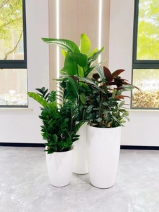 专业花卉出租,开启宁波鄞州的美丽之旅